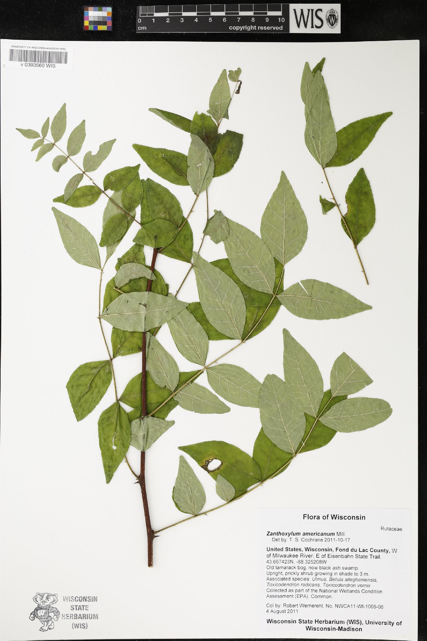 Zanthoxylum americanum image