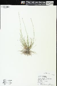 Sporobolus vaginiflorus image