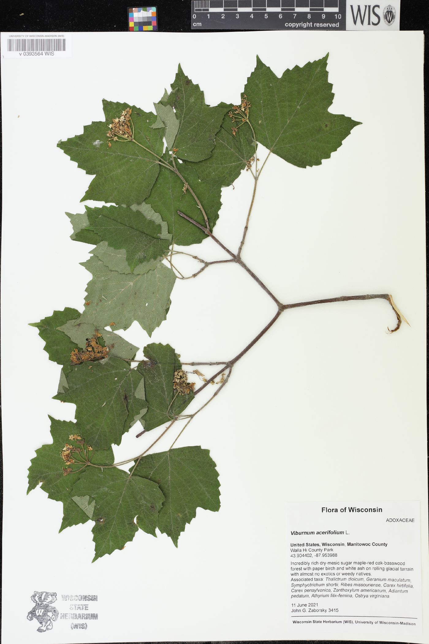 Viburnum acerifolium image