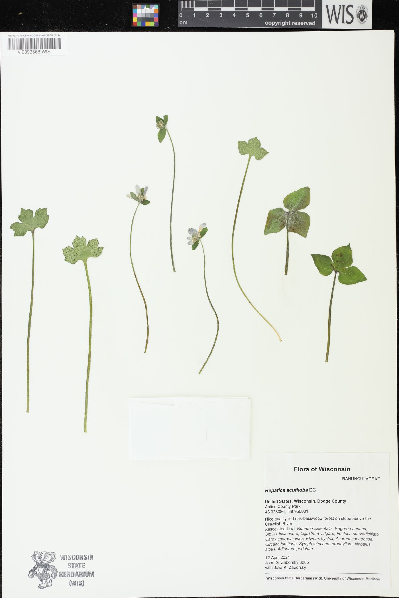 Anemone acutiloba image