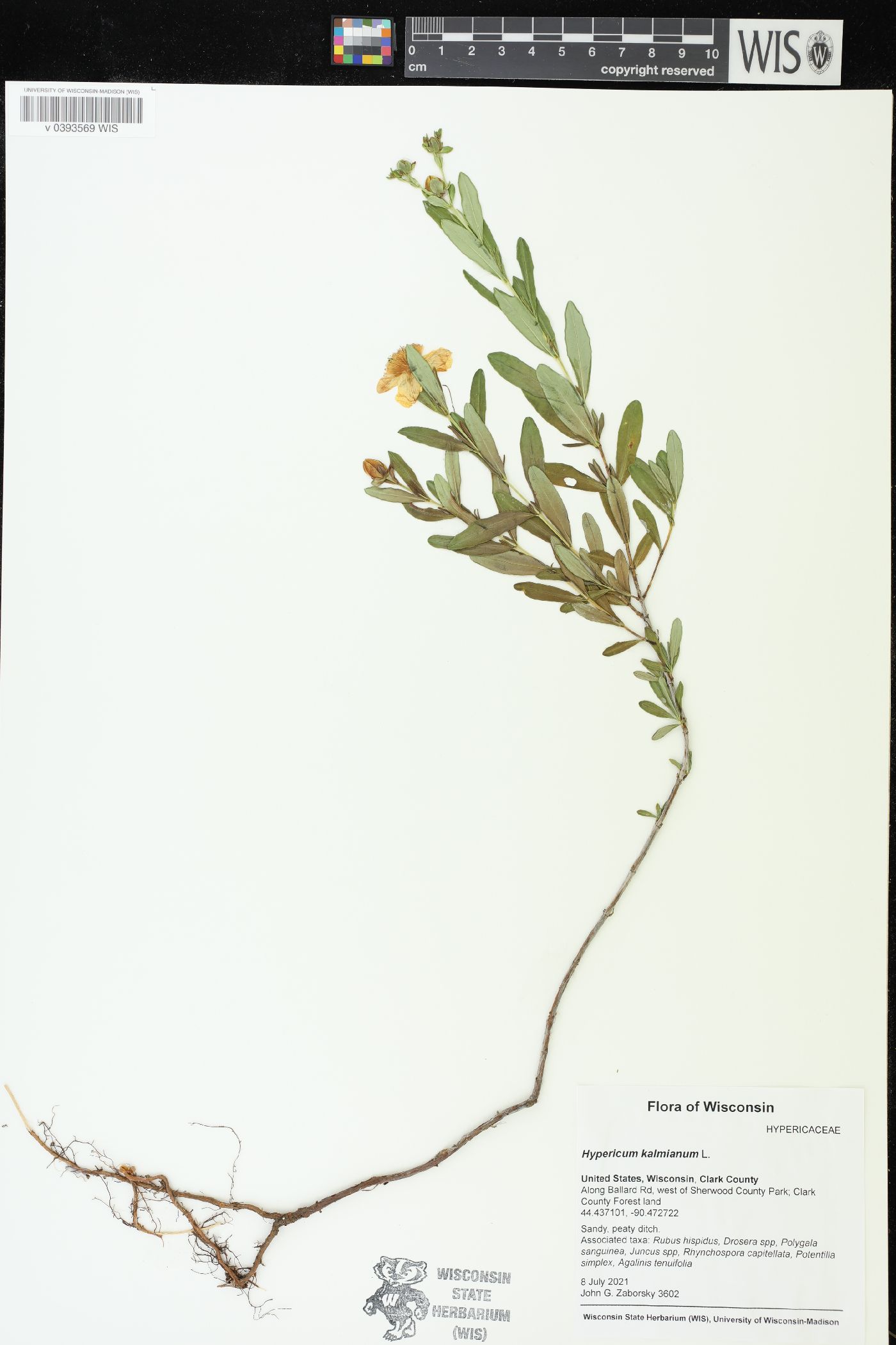 Hypericum kalmianum image