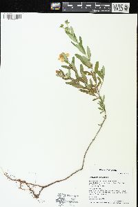 Hypericum kalmianum image