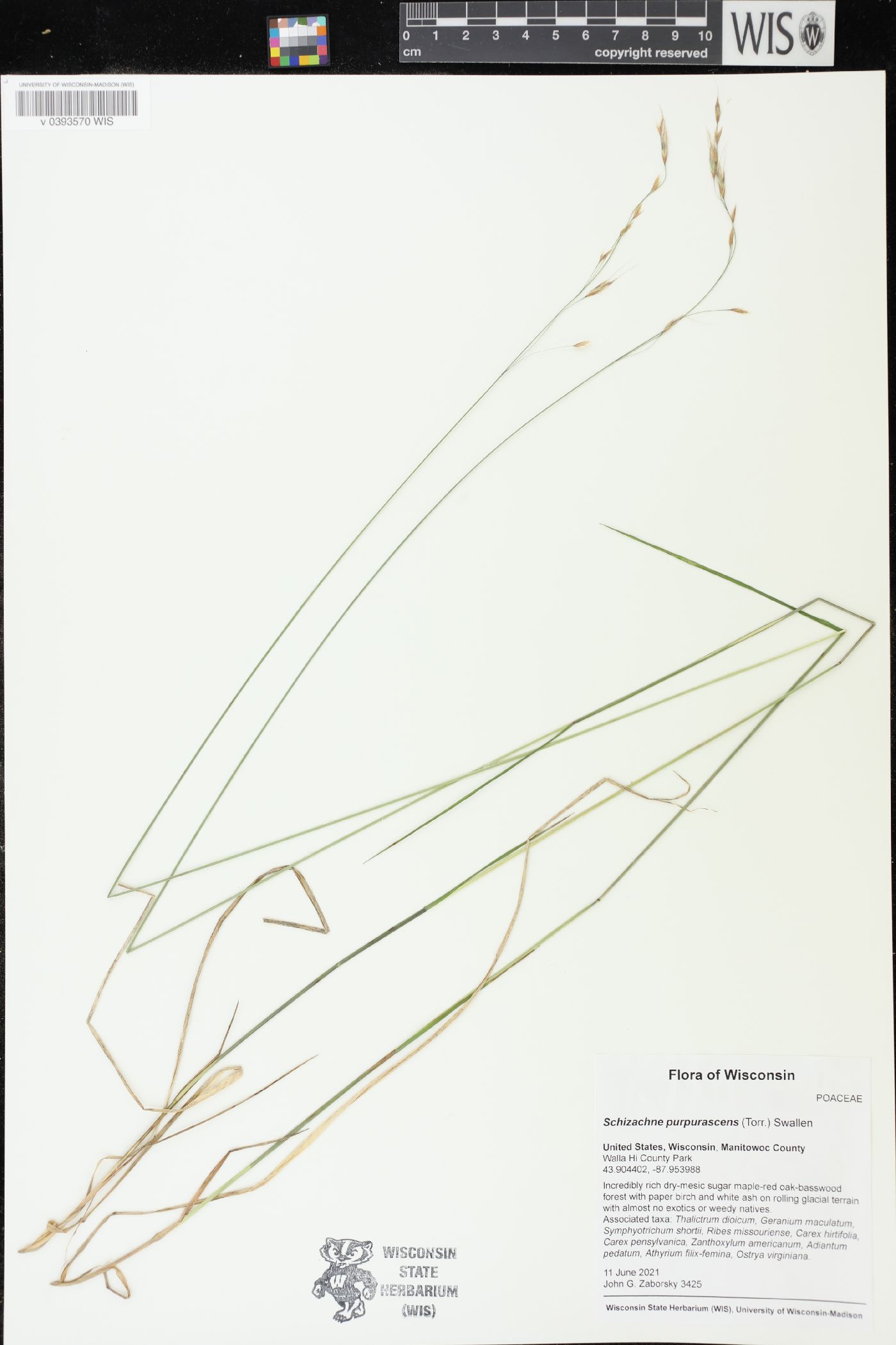 Schizachne purpurascens image