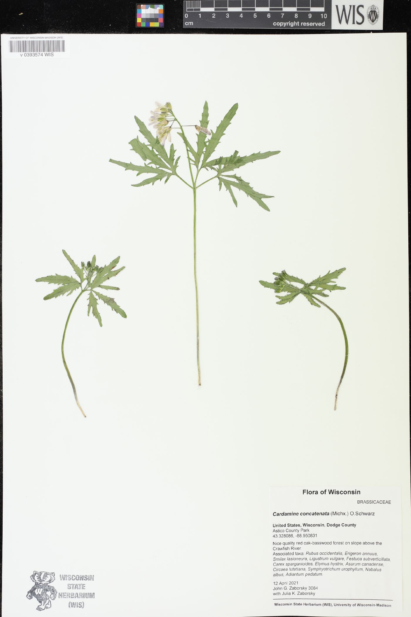 Cardamine concatenata image