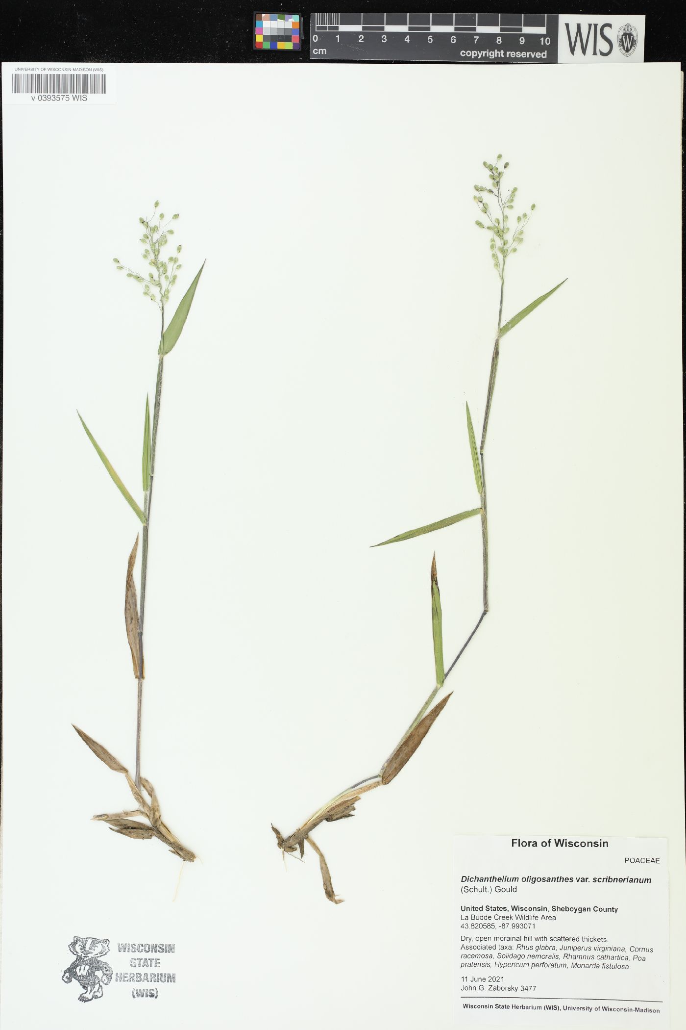 Dichanthelium oligosanthes image