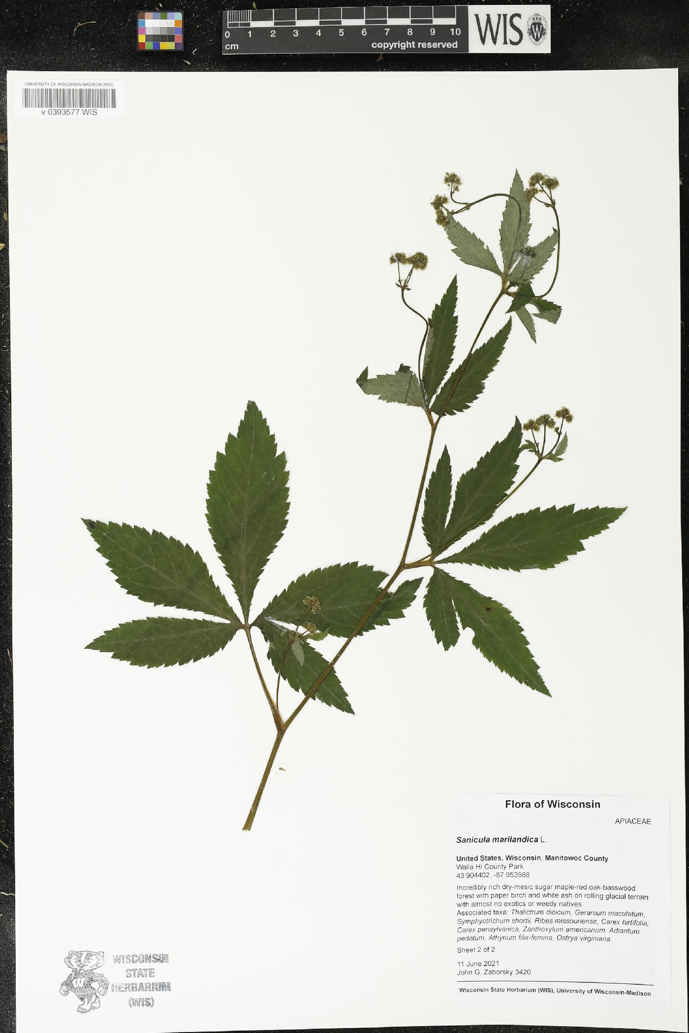 Sanicula marilandica image