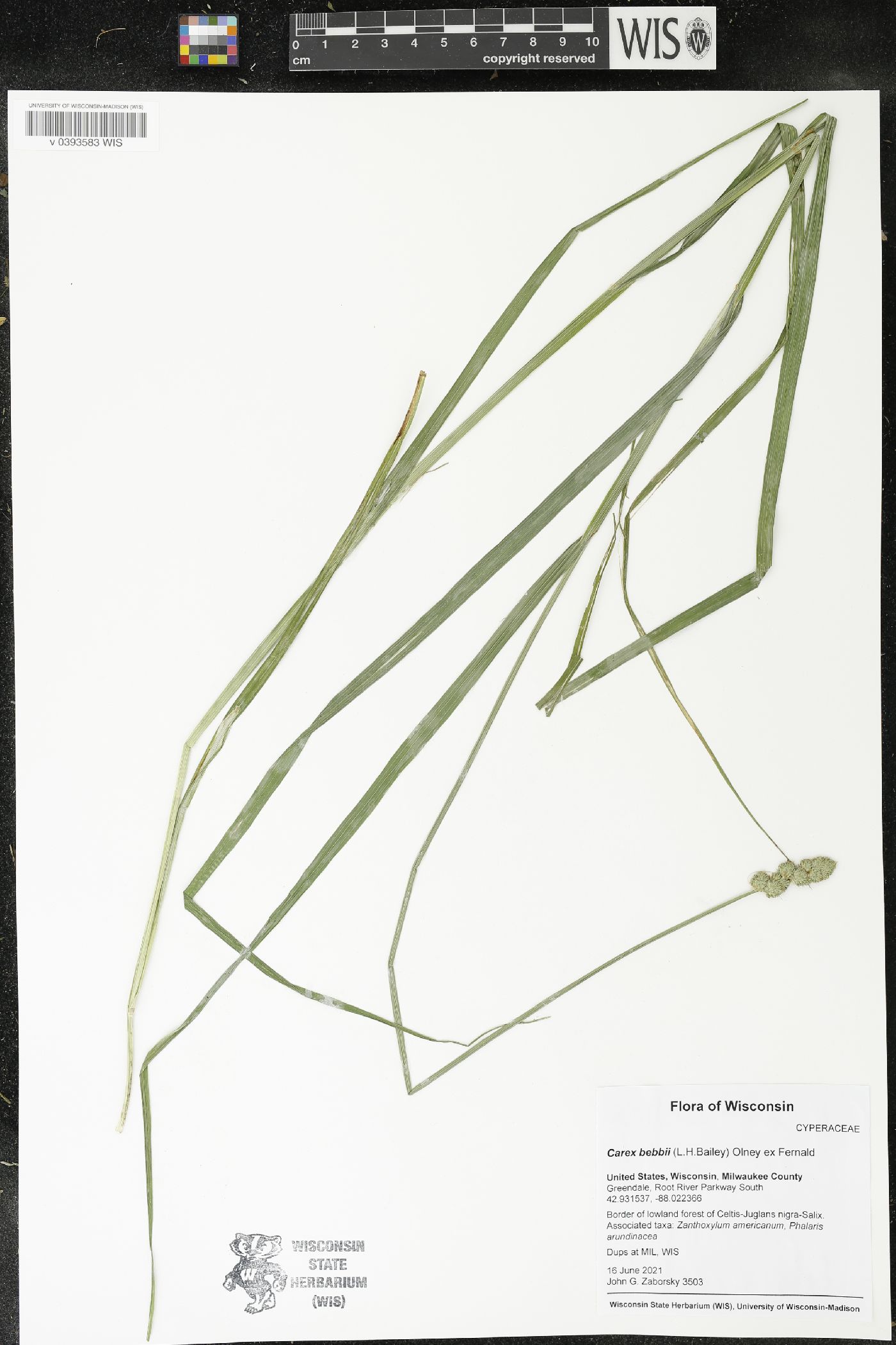 Carex bebbii image