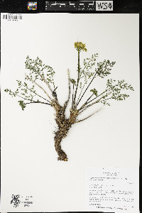 Pteryxia terebinthina var. terebinthina image