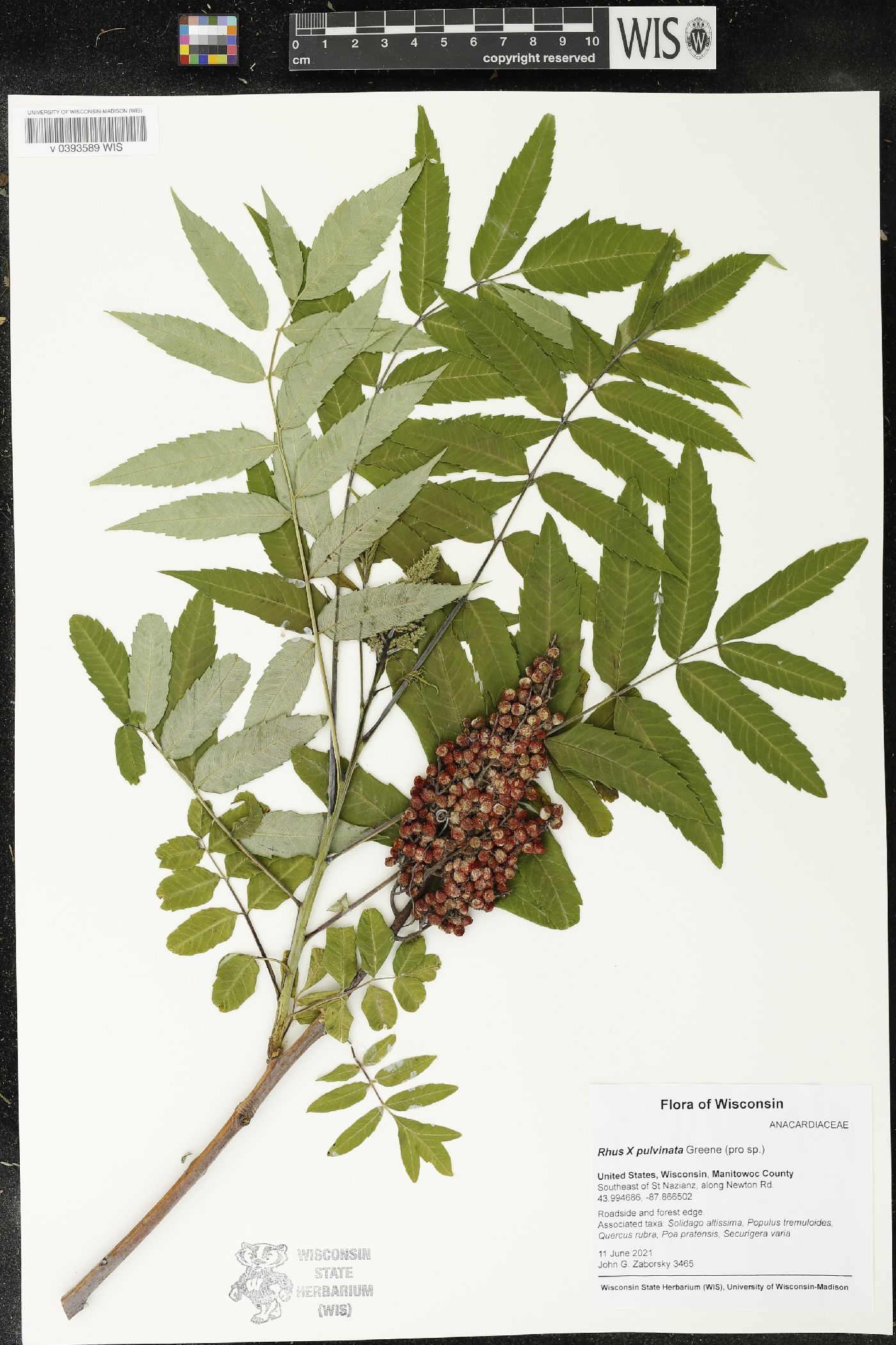 Rhus X pulvinata image