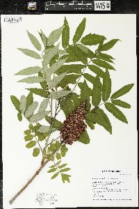 Rhus × borealis image