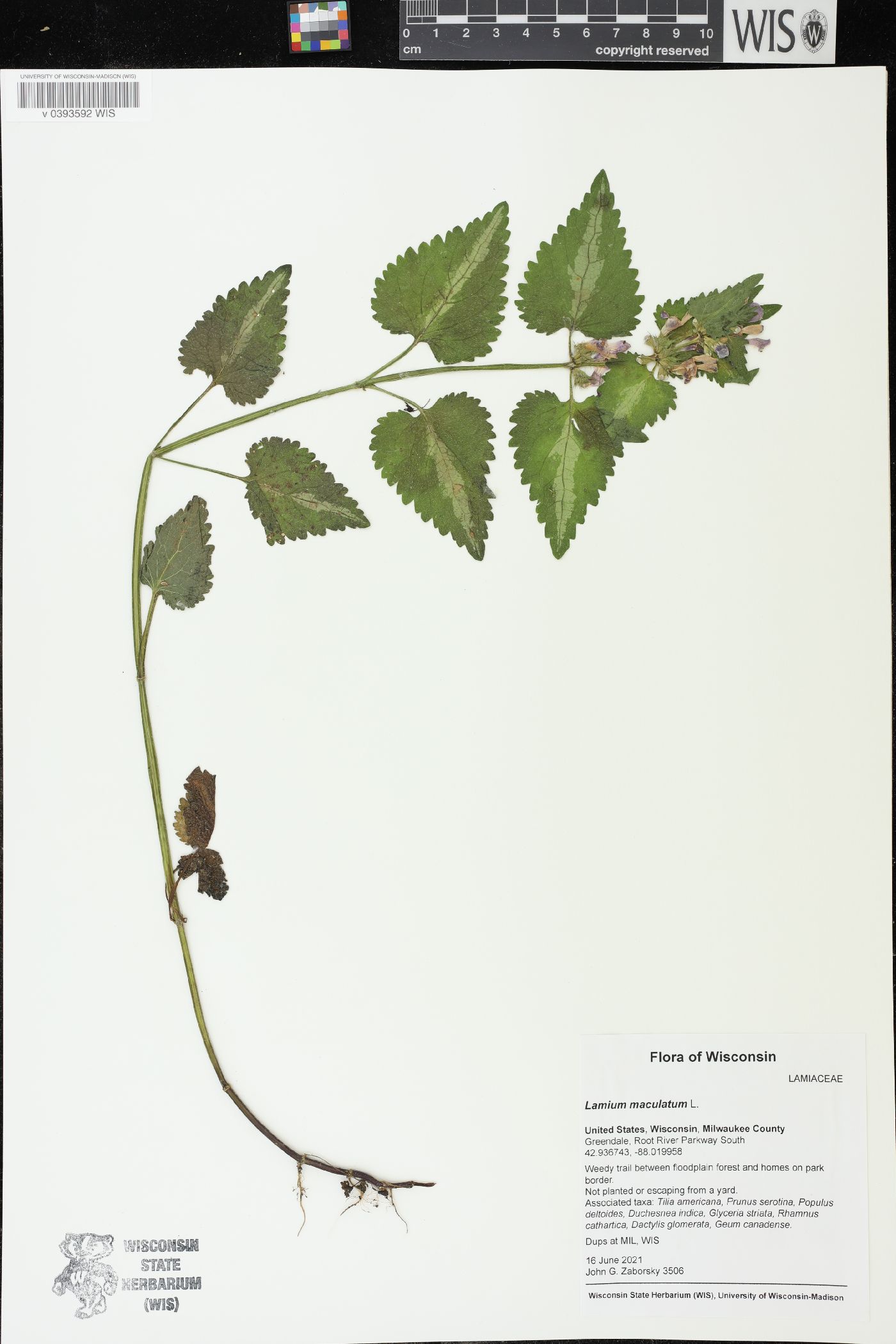 Lamium maculatum image