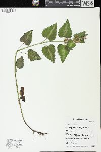 Lamium maculatum image