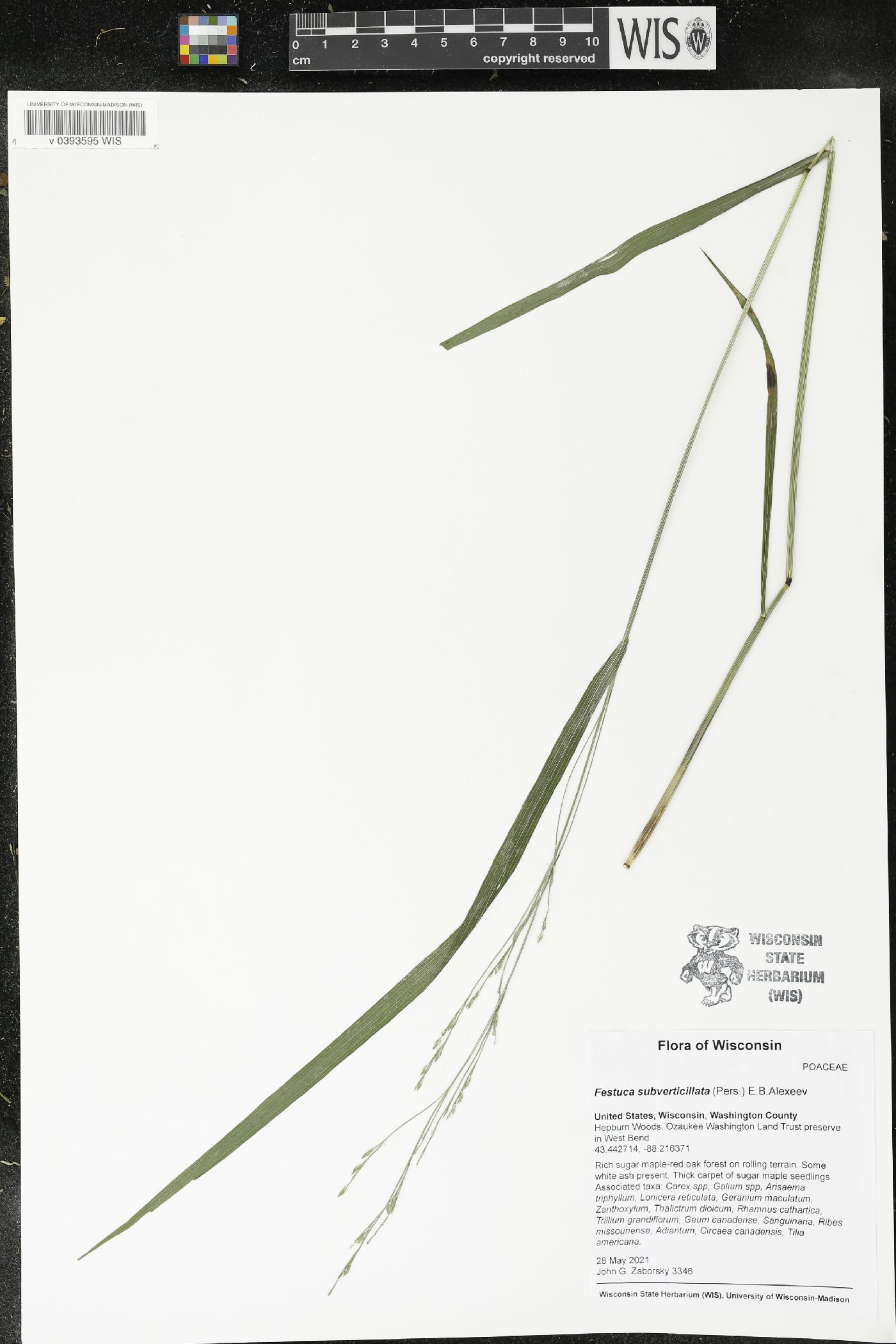 Festuca subverticillata image