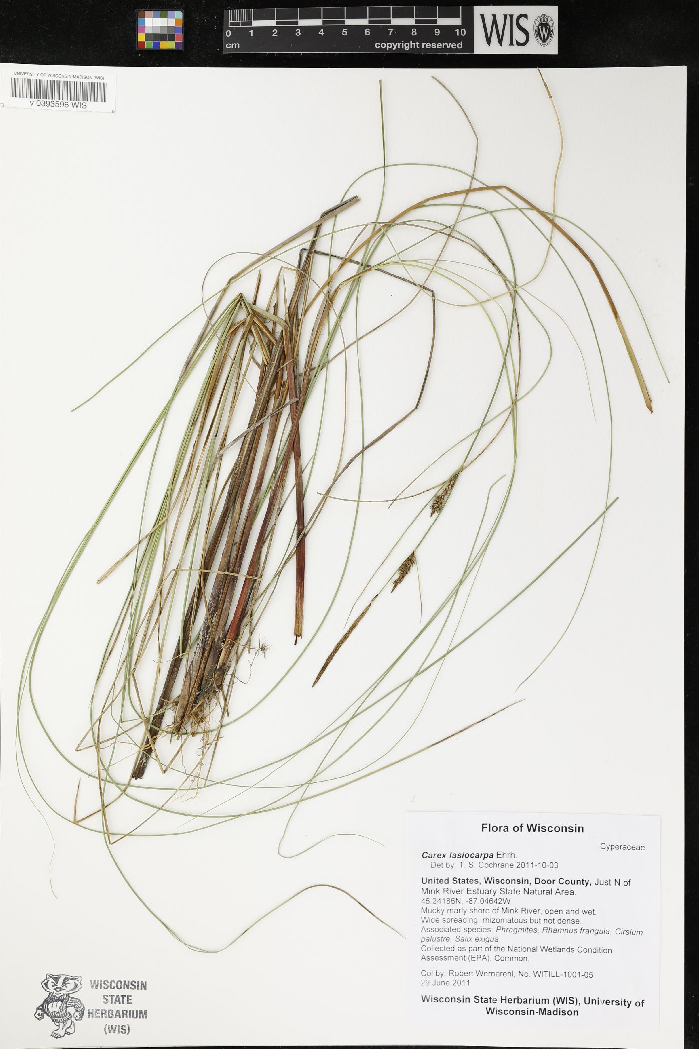Carex lasiocarpa image