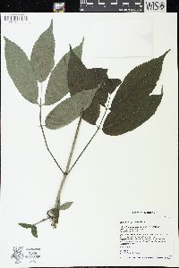 Sambucus racemosa subsp. racemosa image