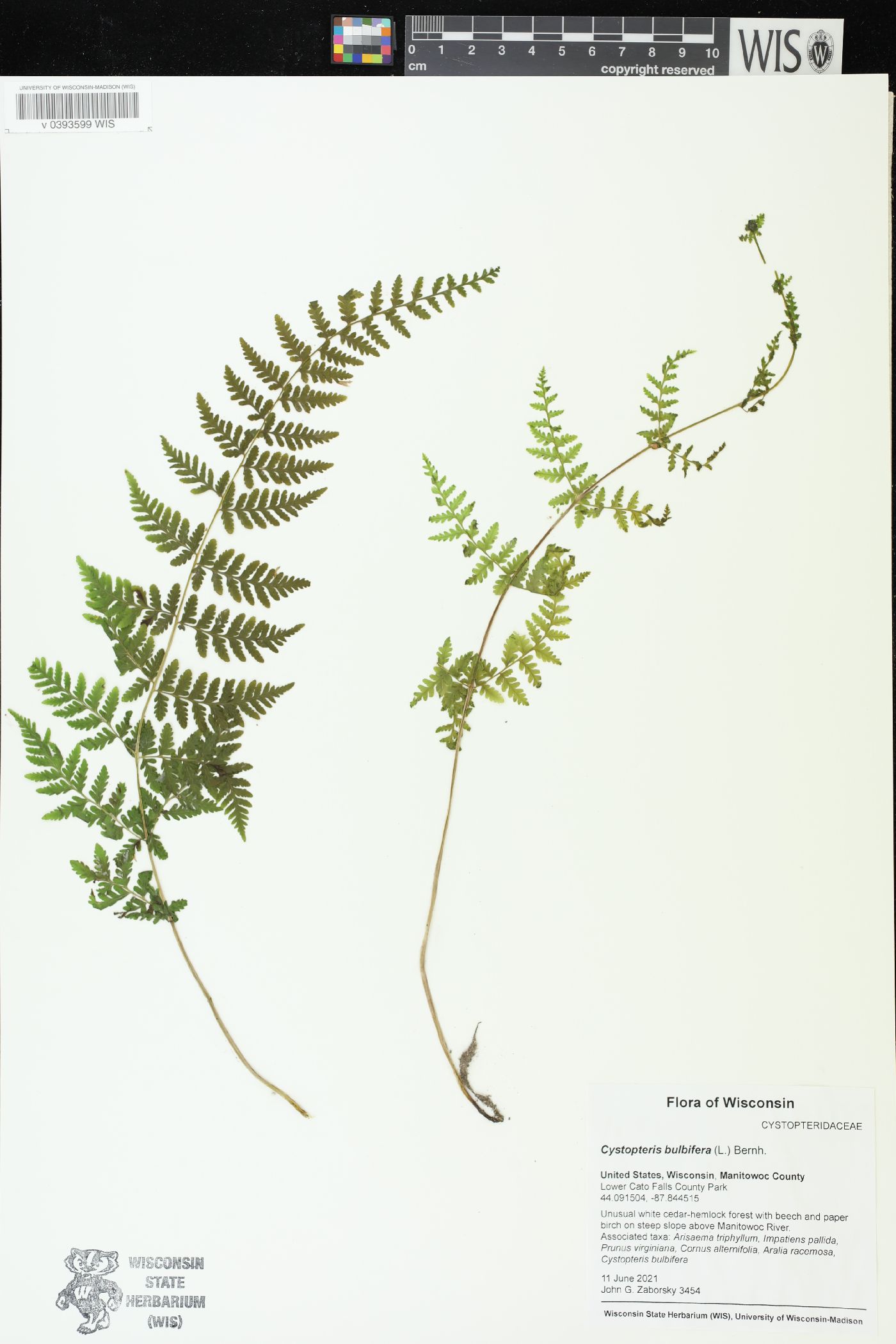 Cystopteris bulbifera image