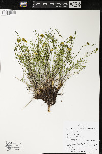 Pseudocymopterus beckii image