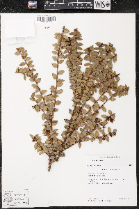 Vaccinium confertum image