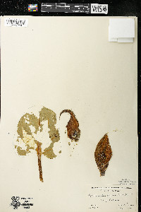 Symplocarpus foetidus image