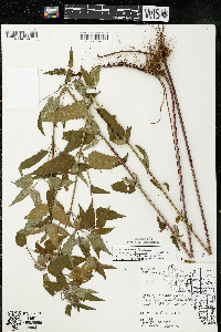 Monarda fistulosa var. mollis image
