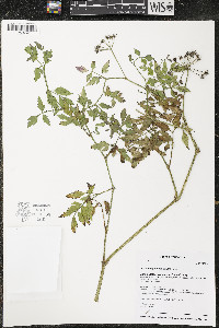 Oenanthe javanica image