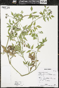 Oenanthe javanica image