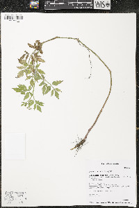 Oenanthe javanica image