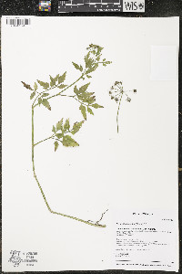 Oenanthe javanica image