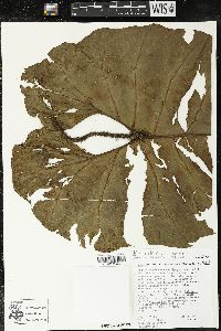 Philodendron verrucosum image