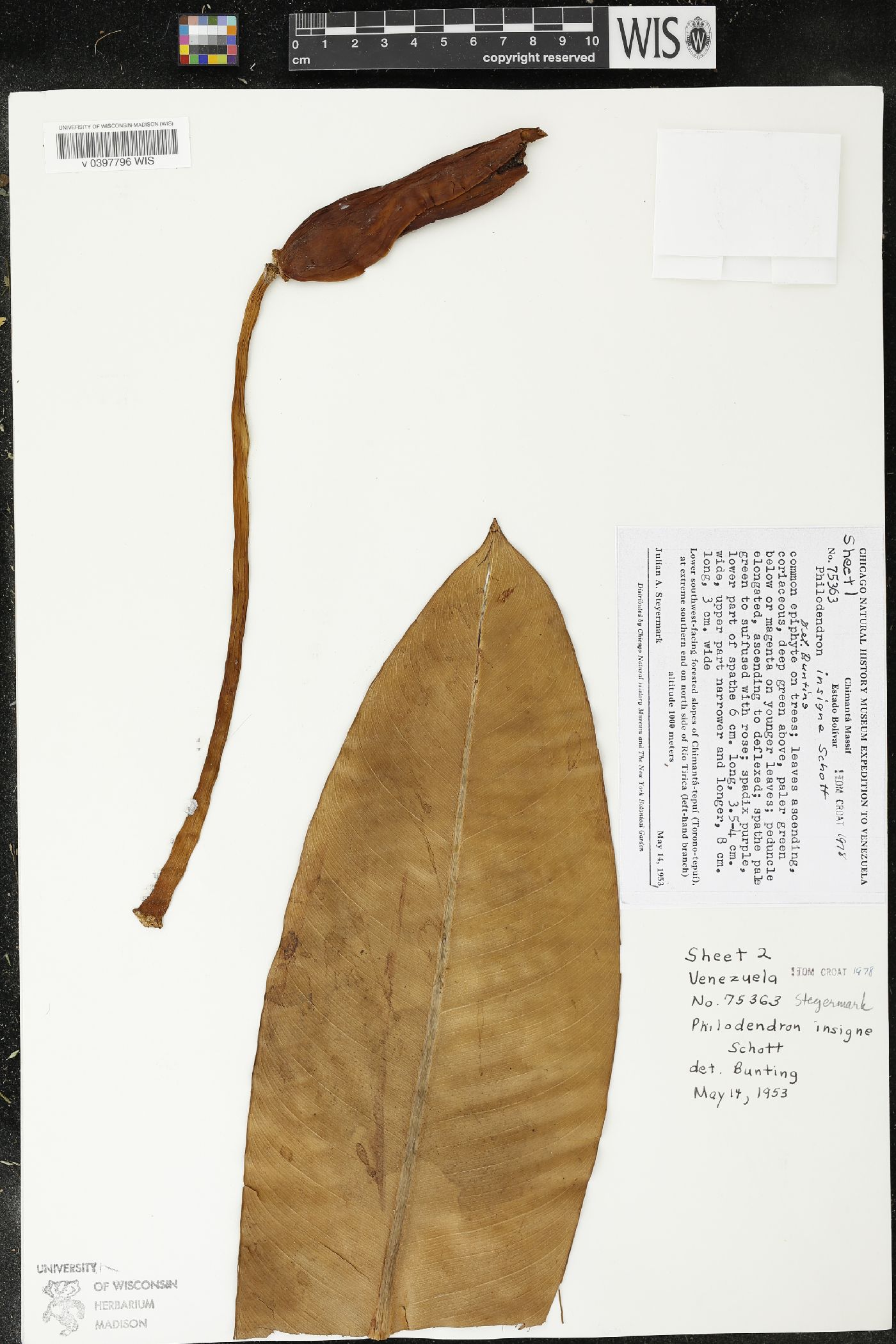 Philodendron insigne image