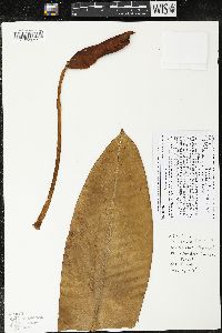 Philodendron insigne image