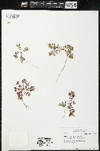 Euphorbia bombensis image