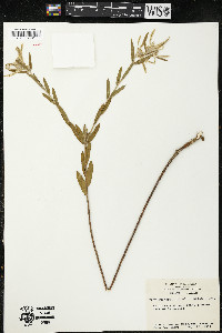 Euphorbia bicolor image
