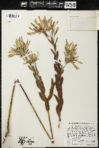Euphorbia bicolor image