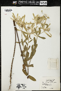 Euphorbia bicolor image