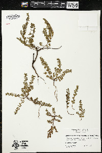 Chamaesyce blodgettii image