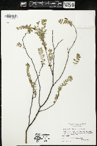 Chamaesyce buxifolia image