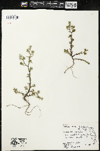 Euphorbia buxifolia image
