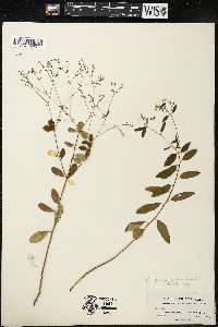 Euphorbia corollata var. paniculata image