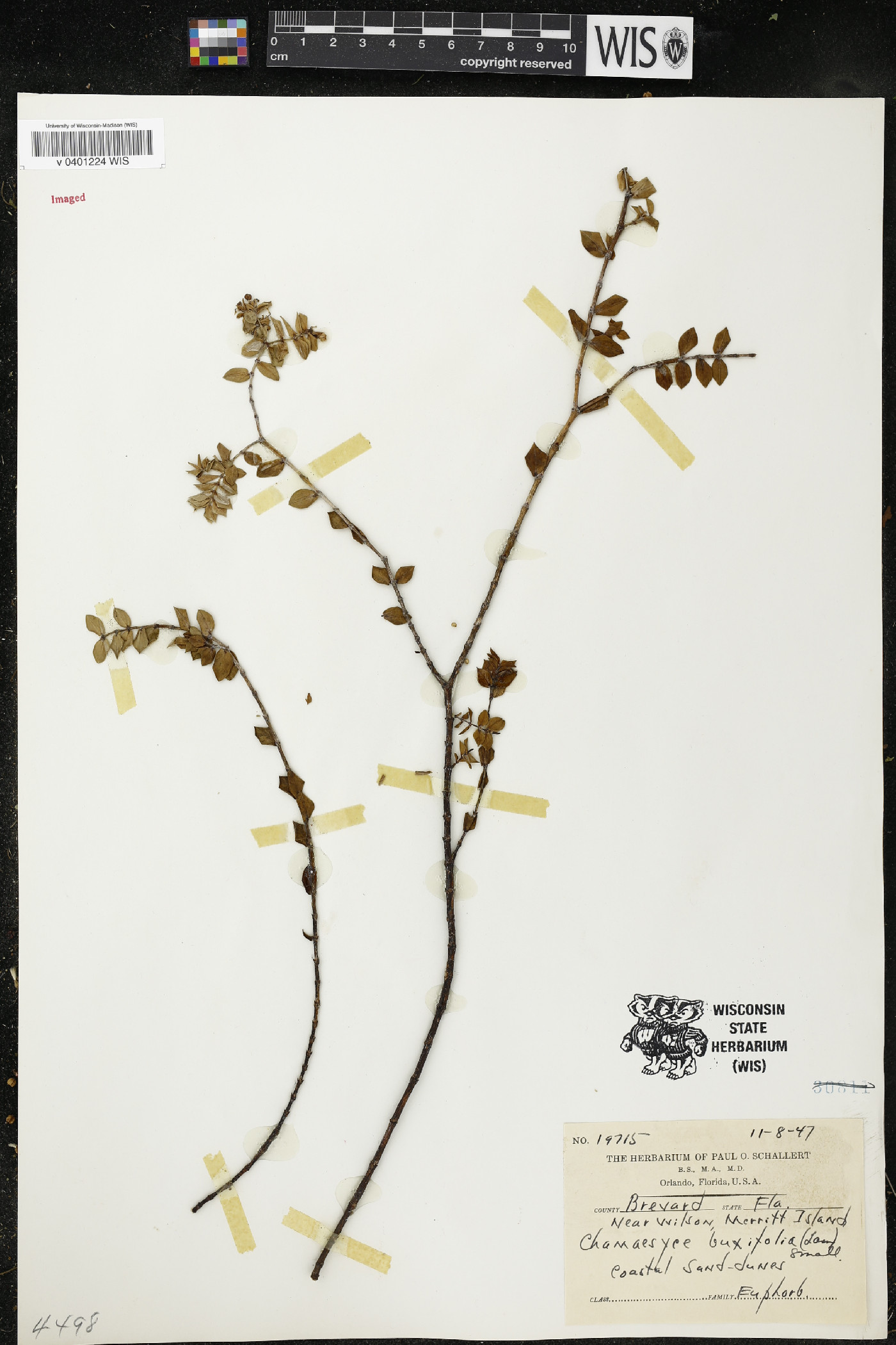 Chamaesyce buxifolia image