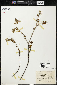 Chamaesyce buxifolia image