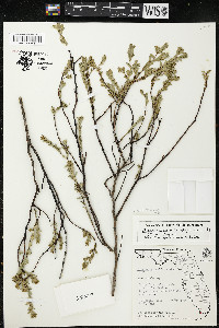 Chamaesyce mesembrianthemifolia image