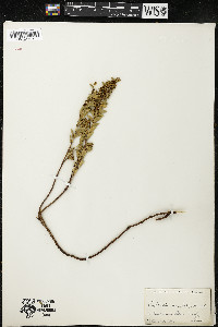 Euphorbia buxifolia image