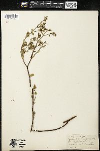 Euphorbia buxifolia image