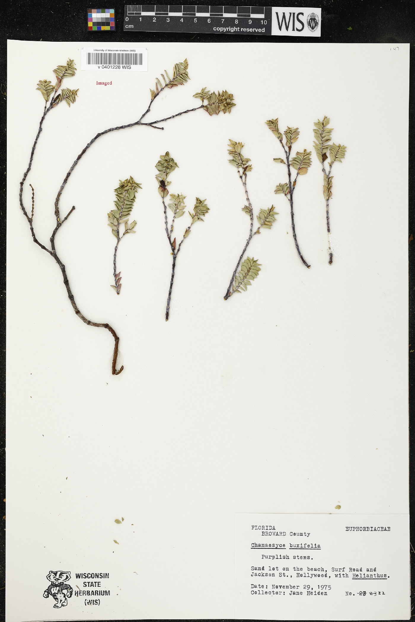 Chamaesyce buxifolia image