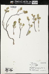 Chamaesyce buxifolia image