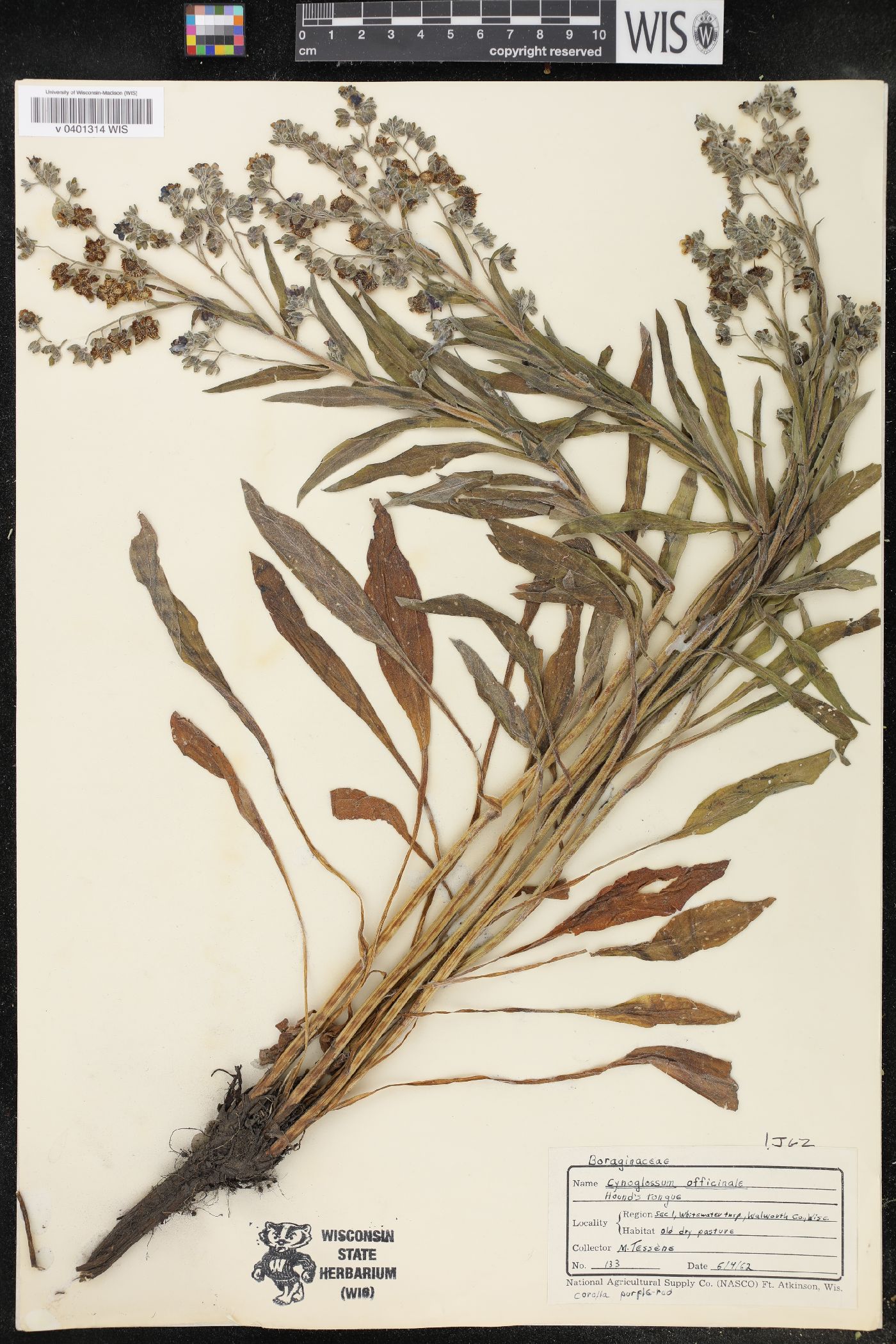 Cynoglossum officinale image