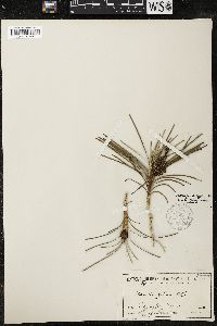 Lomandra glauca image