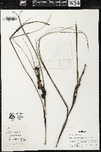 Lomandra glauca image