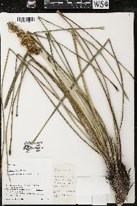 Lomandra longifolia image